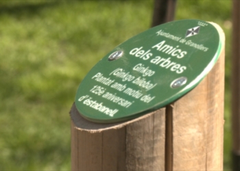 Estabanell planta un Ginkgo davant l’Escola Municipal del Treball de Granollers