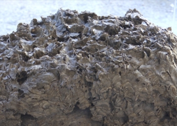 Una mostra reivindica els ‘colmenos’, arquitectura apícola única del nord-oest peninsular