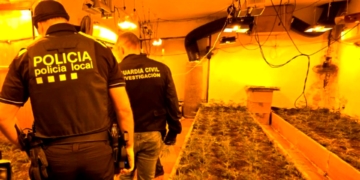 Desmantellada una plantació de marihuana a La Roca del Vallès