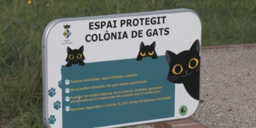 L’associació Gats de Cànoves fa una crida ciutadana per aconseguir sorra pels felins