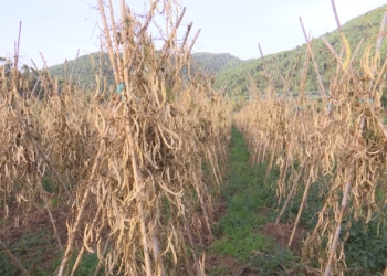 Les altes temperatures endarrereixen la collita de la mongeta del ganxet